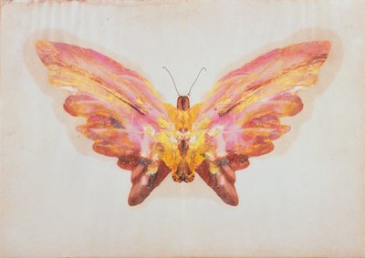 Butterfly by Albert Bierstadt